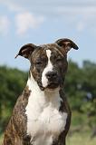AMSTAFF  PORTRAIT 011